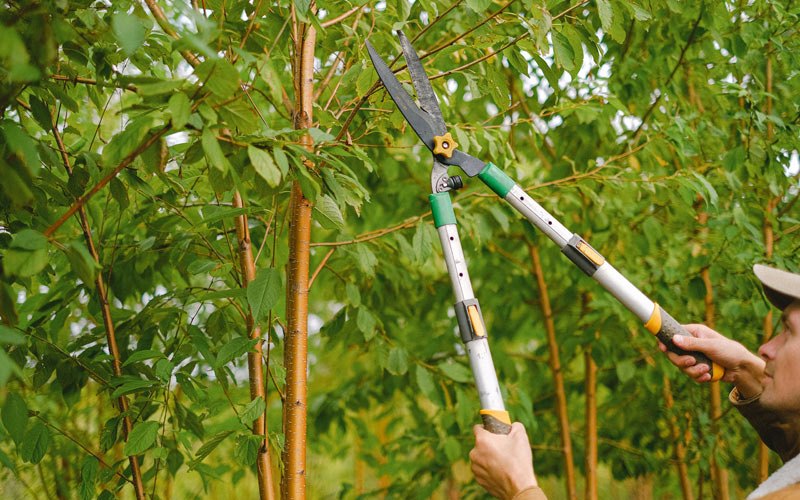 Tree trimming in Sherwood, OR